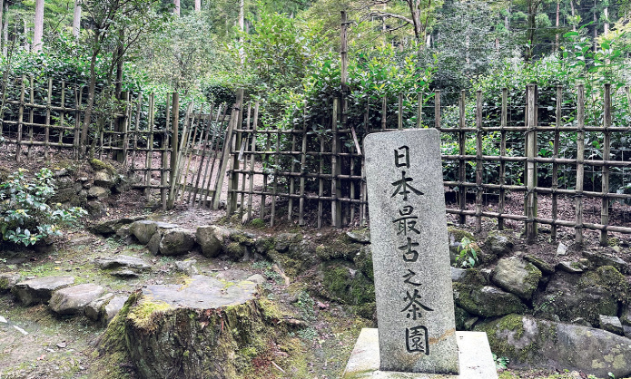 Zdjęcie najstarszej plantacji herbaty w Japonii, w Kyoto – Kōsanji. Fot. autora